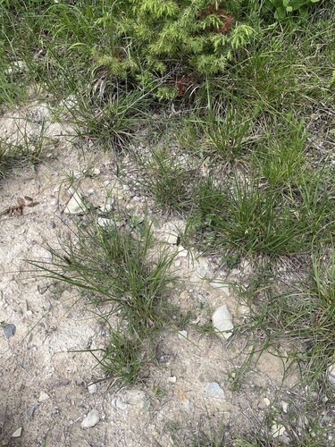 Sesleria alba, photograph 6