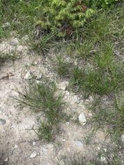Sesleria alba, photograph (c) Наталья Пикалова, some rights reserved (CC BY)