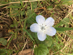 Nemophila menziesii menziesii
