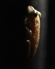 Osteopilus septentrionalis