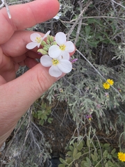 (c) Cleveland Powell, some rights reserved (CC BY) Nerisyrenia camporum, photograph (c) Cleveland Powell, some rights reserved (CC BY)