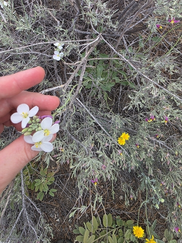 Nerisyrenia camporum, photograph 4