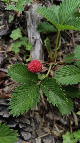 Fragaria nubicola, photograph 2