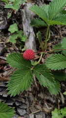 Fragaria nubicola, photograph author not stated, no rights reserved