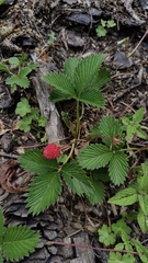 Fragaria nubicola, photograph author not stated, no rights reserved