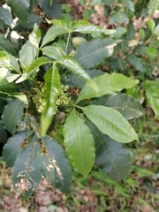 Melicope pteleifolia
