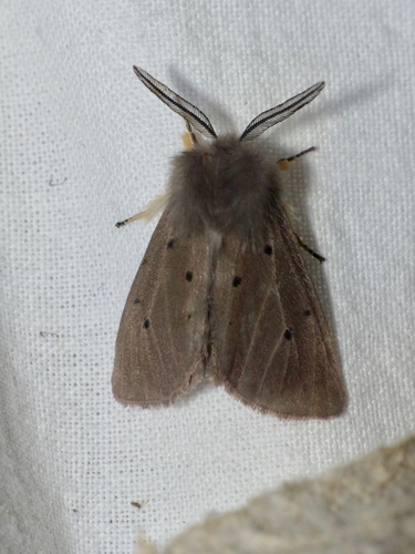 Diaphora mendica