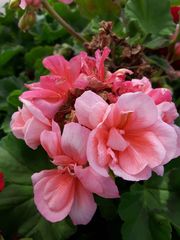 Pelargonium × hybridum