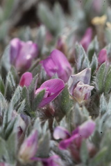 Astragalus aretioides, photograph (c) Austin Saunders, some rights reserved (CC BY)