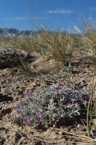 Astragalus aretioides