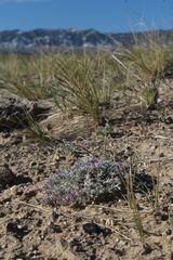 Astragalus aretioides, photograph (c) Austin Saunders, some rights reserved (CC BY)