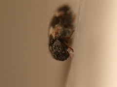 Trogoderma angustum