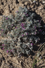 Astragalus aretioides, photograph (c) Austin Saunders, some rights reserved (CC BY)