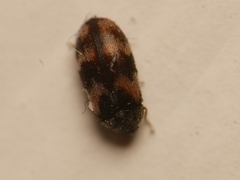 Trogoderma angustum