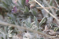 Astragalus aretioides, photograph (c) Austin Saunders, some rights reserved (CC BY)