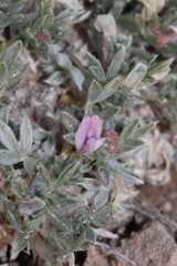 Astragalus aretioides, photograph (c) Austin Saunders, some rights reserved (CC BY)
