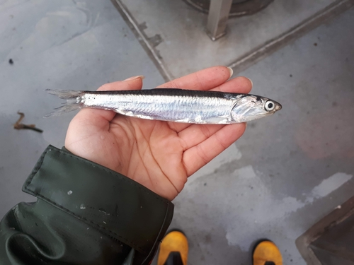 Northern Anchovy
