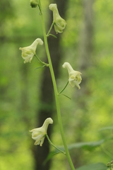 Aconitum ranunculoides