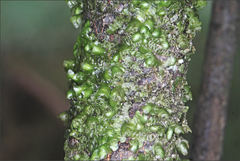 Frullania clavata