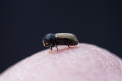 Trypodendron domesticum