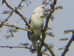 Lybius leucocephalus
