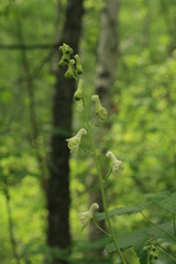 Aconitum ranunculoides
