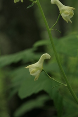 Aconitum ranunculoides
