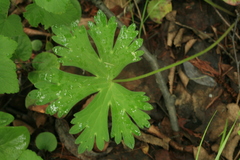 Aconitum ranunculoides
