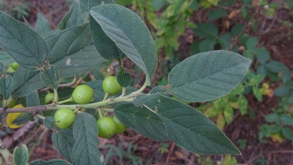 Frangula surotatensis