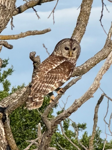Barred Owl