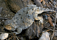 Phrynosoma douglasii