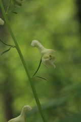 Aconitum ranunculoides