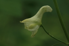 Aconitum ranunculoides