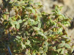 Chorizanthe corrugata