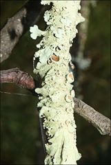 Flavoparmelia rutidota