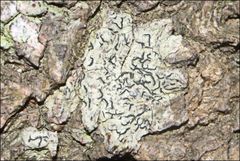 Halegrapha mucronata