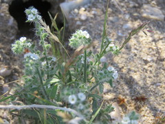 Cryptantha barbigera fergusoniae