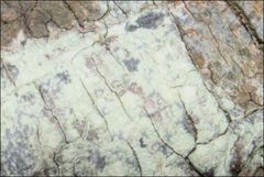 Pertusaria pertractata