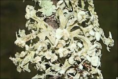 Ramalina inflata