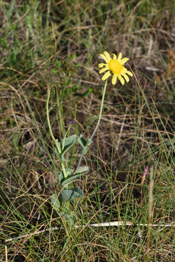 Othonna rufibarbis, Nelson Mandela Bay, Eastern Cape, South Africa