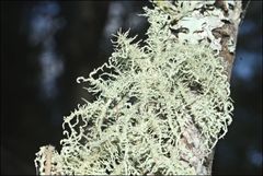 Usnea inermis