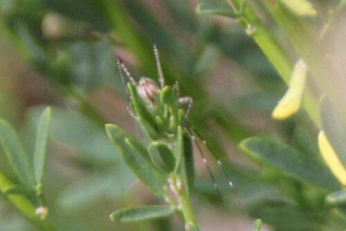 iNaturalist observation photo of Grasshoppers, Crickets, and Katydids