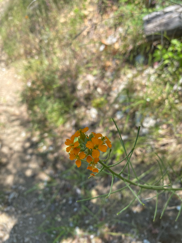 Church Creek Trail