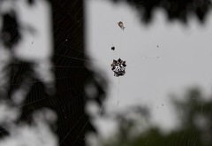 Gasteracantha sacerdotalis