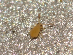 Deuterosminthurus pallipes