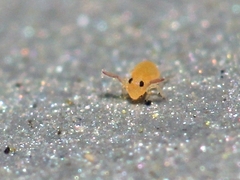 Deuterosminthurus pallipes