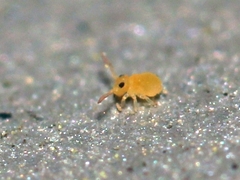 Deuterosminthurus pallipes