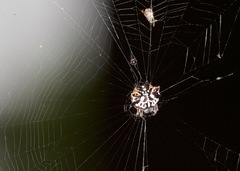 Gasteracantha sacerdotalis