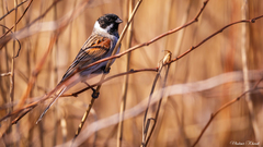 Emberiza schoeniclus
