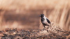 Corvus cornix